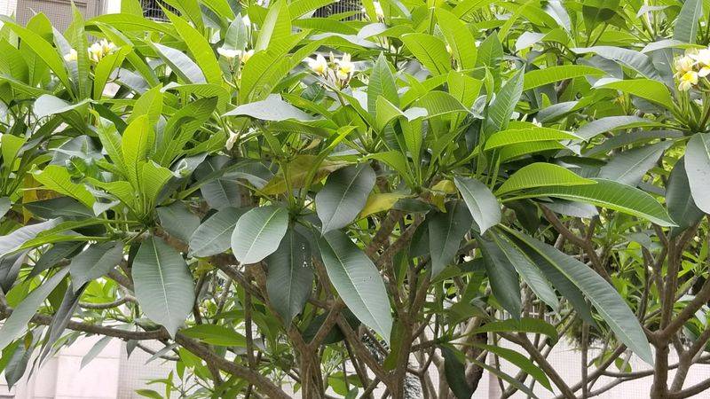 鸡蛋果种植方法