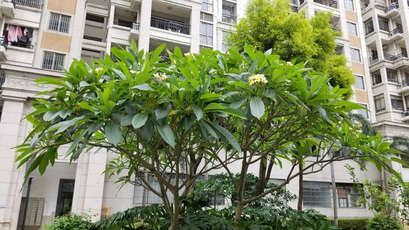 鸡蛋果种植方法