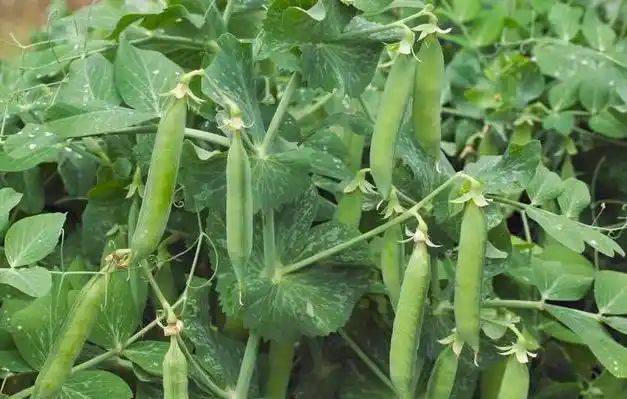 豌豆种植方法与时间