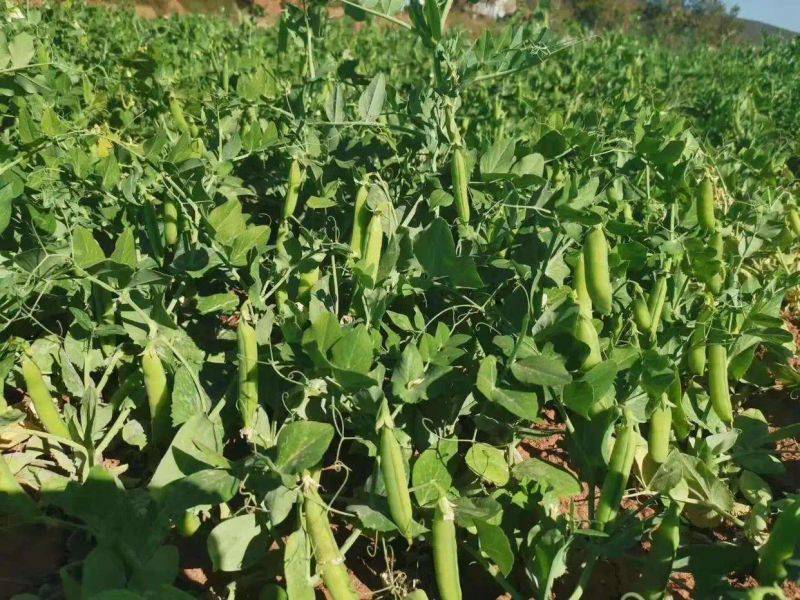 碗豆的种植时间 方法