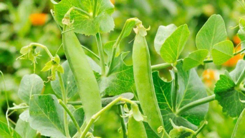 碗豆的种植时间 方法