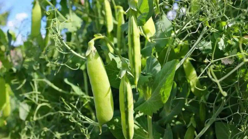 碗豆的种植时间 方法
