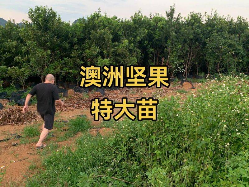 Australian nut growing technology video