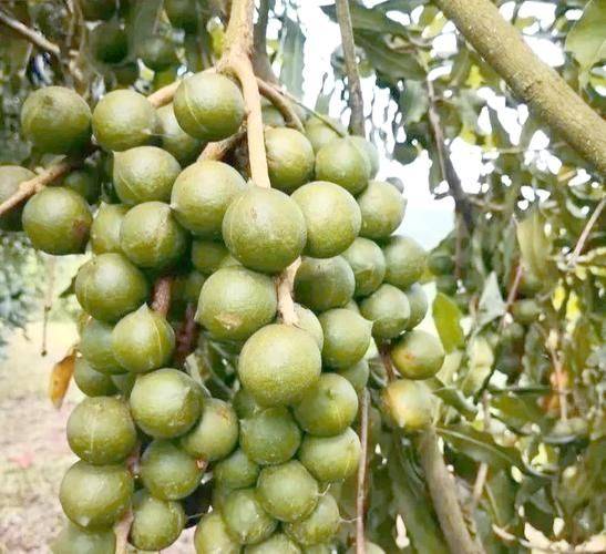 Australian nut growing technology video