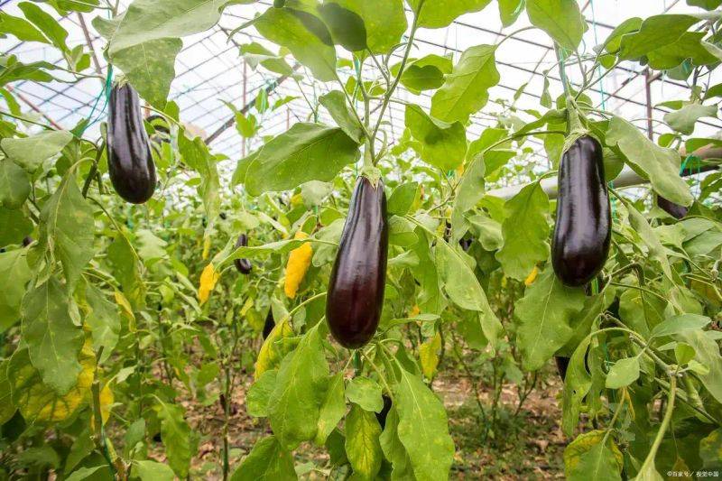 Brethren cultivation techniques
