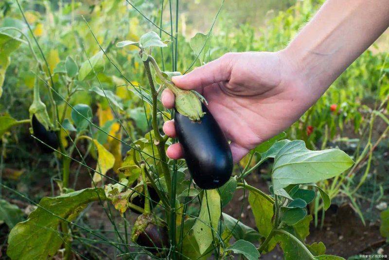 Brethren cultivation techniques
