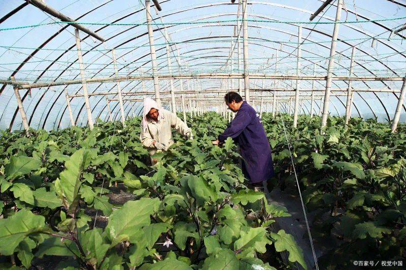 Brethren cultivation techniques