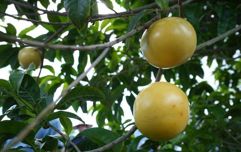 How to grow eggs