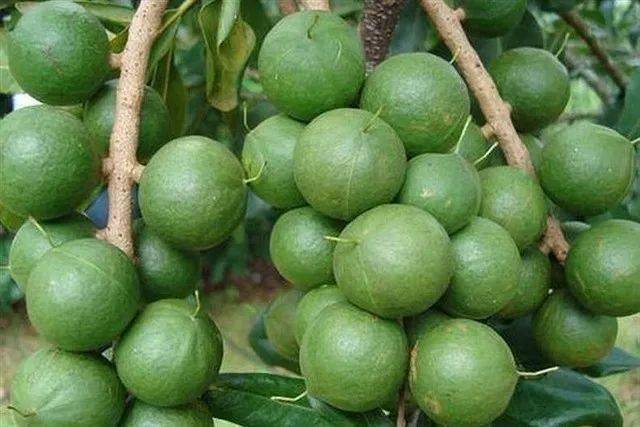 Australian nut growing technology video
