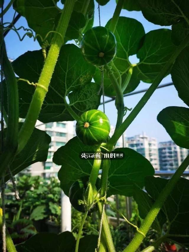 阳台葡萄树的种植方法