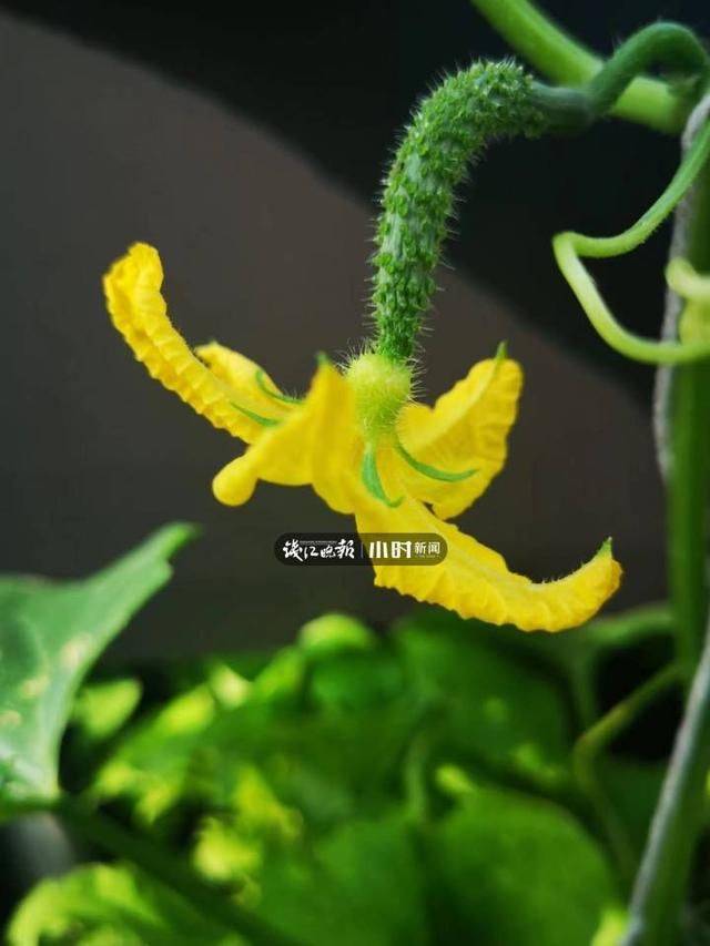 阳台葡萄树的种植方法