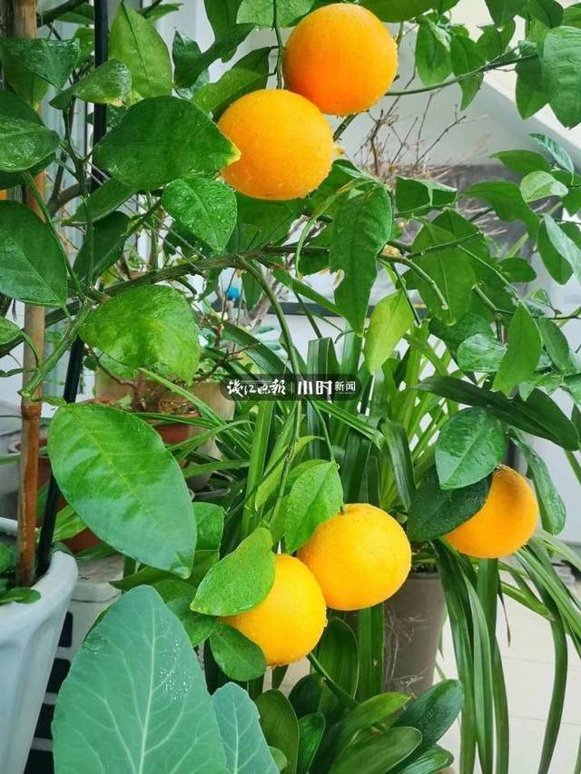 阳台葡萄树的种植方法