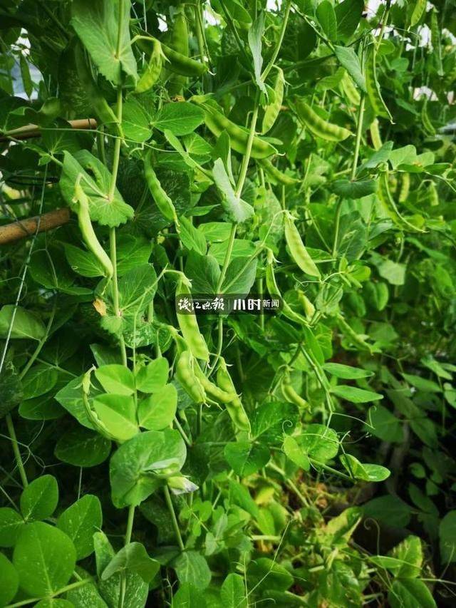 阳台葡萄树的种植方法