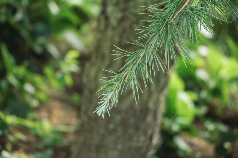 What landscape plants are planted below the cedar?