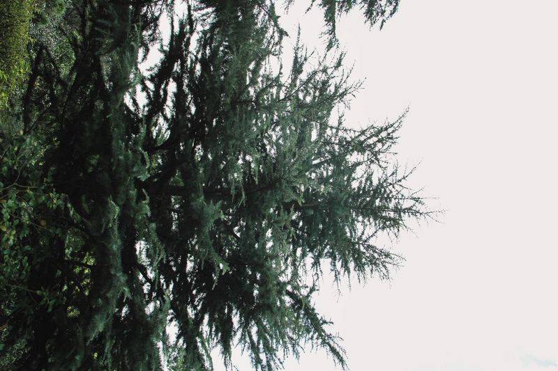 What landscape plants are planted below the cedar?