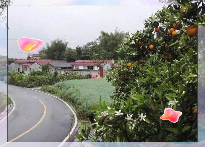 Sugar orange cultivation techniques