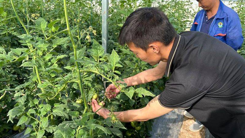 How do you grow tomatoes