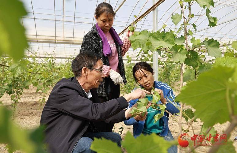 How do you grow tomatoes