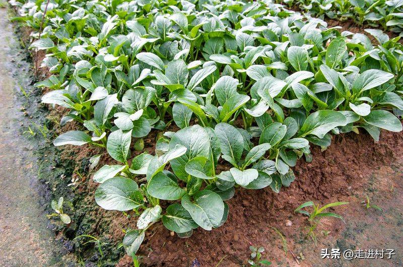 小青菜种植技术
