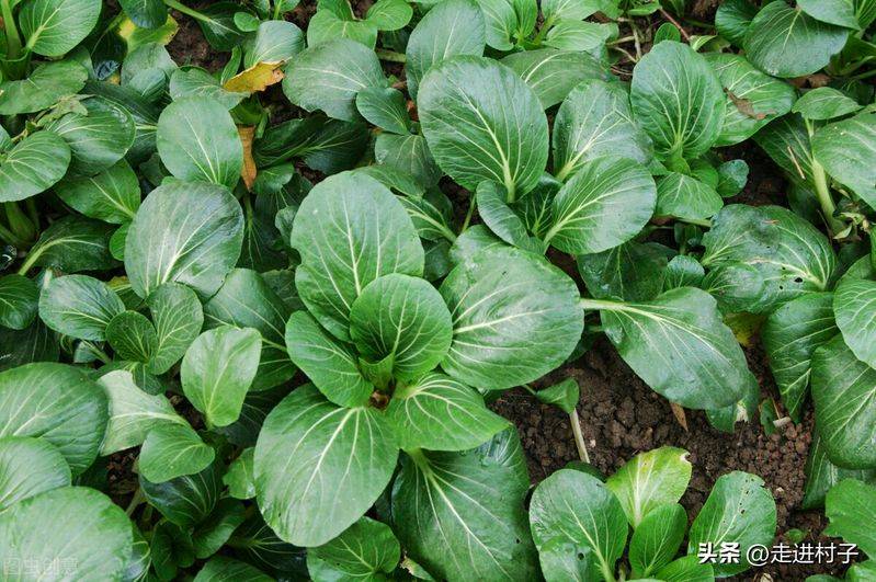 小青菜种植技术