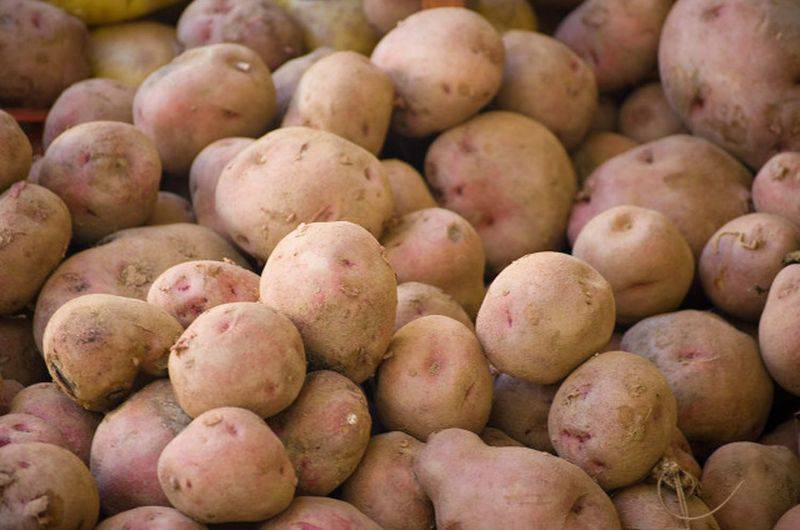 Method of cultivation of potatoes