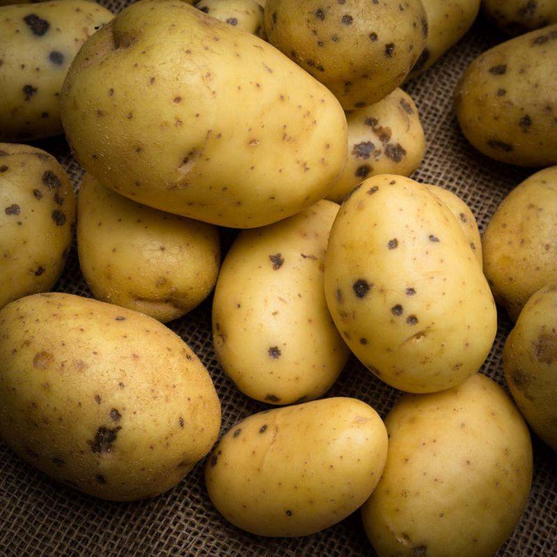 Method of cultivation of potatoes