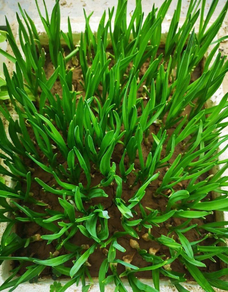 小青菜种植技术