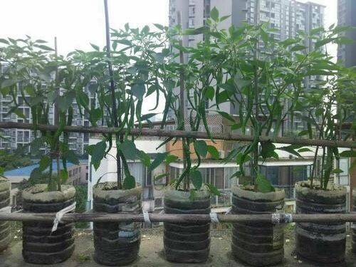 小青菜种植技术