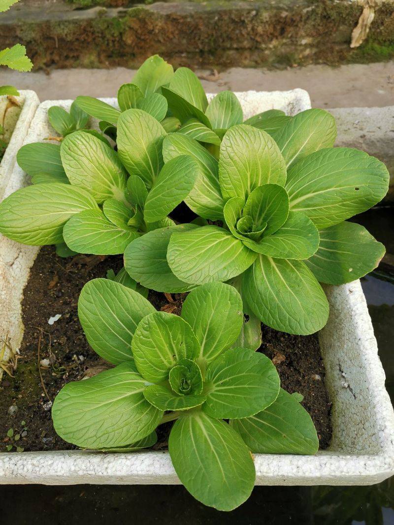 小青菜种植技术