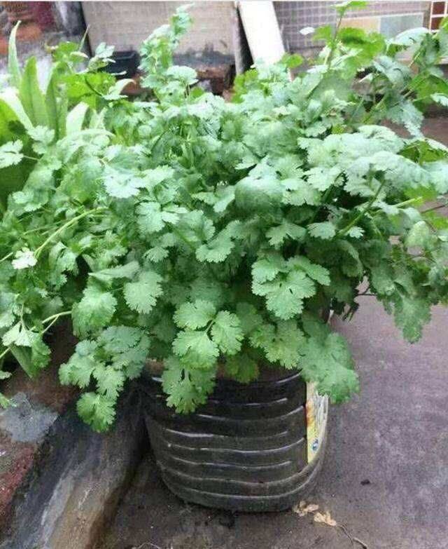 小青菜种植技术