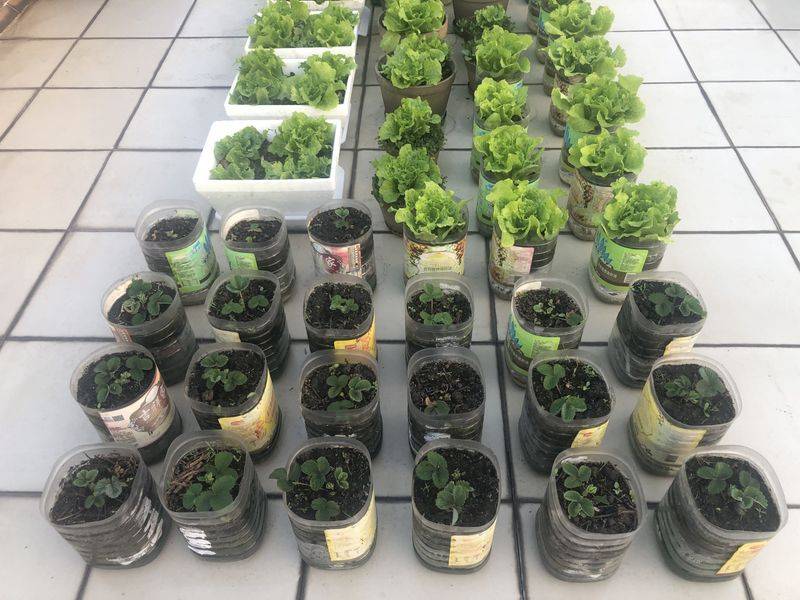 小青菜种植技术