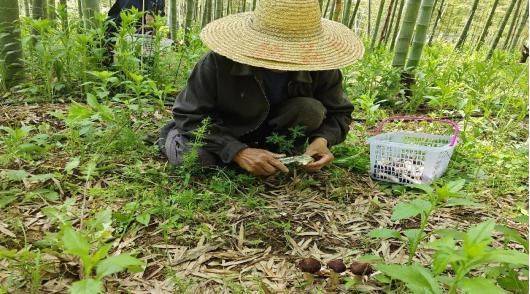 Artificial shed pine cultivation techniques