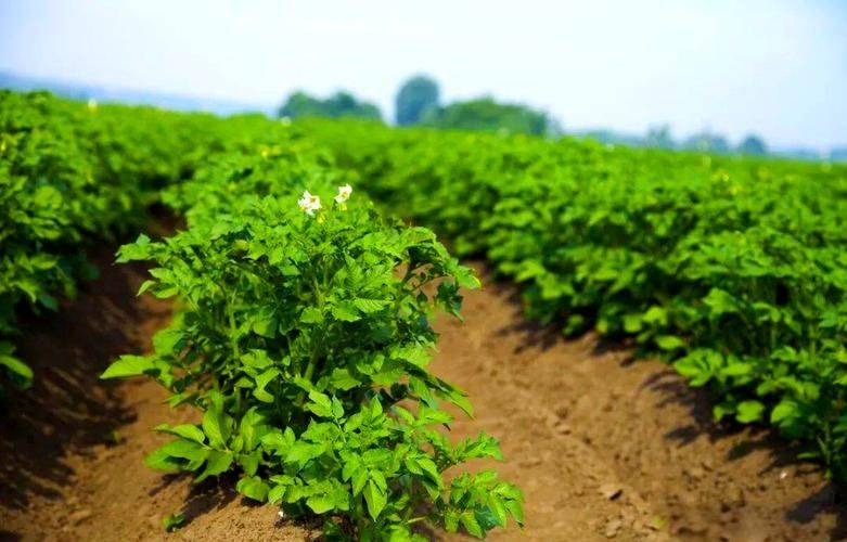 Autumn potato cultivation techniques
