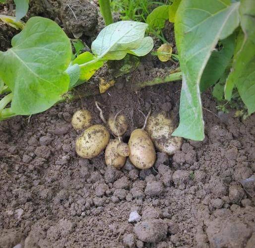 Autumn potato cultivation techniques