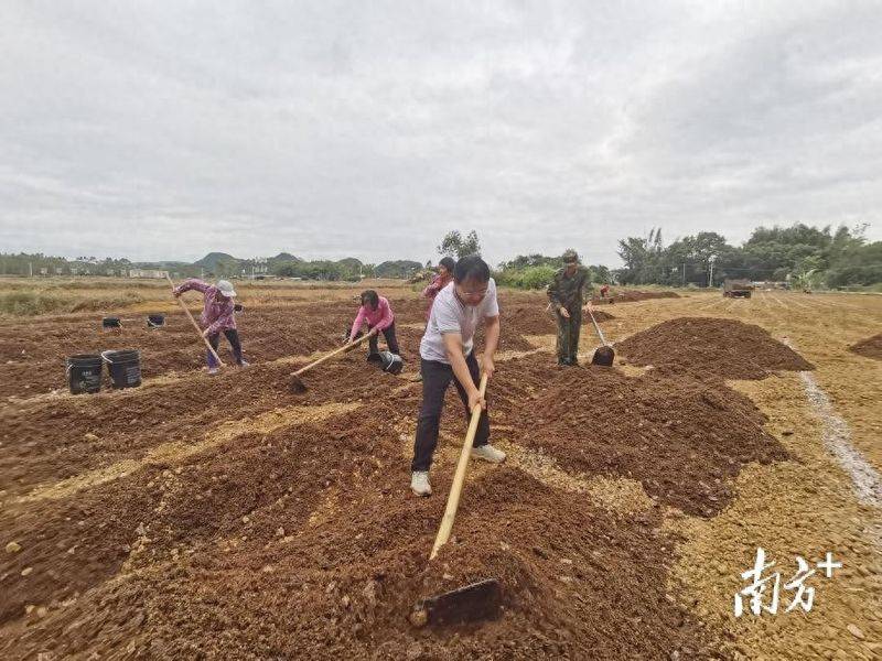 Artificial shed pine cultivation techniques