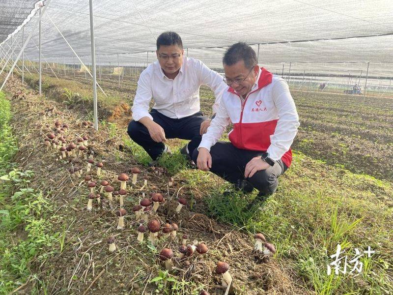 Artificial shed pine cultivation techniques