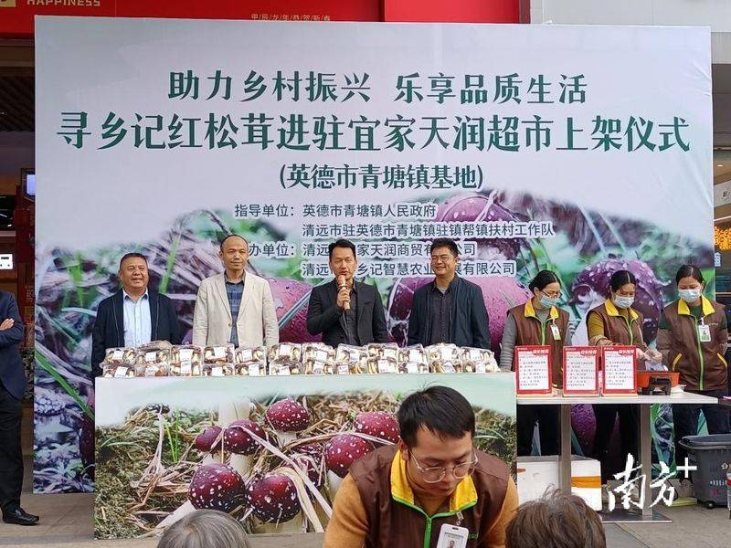 Artificial shed pine cultivation techniques