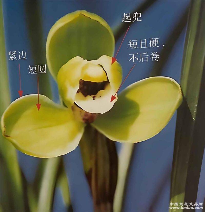 兰花种植方法20字