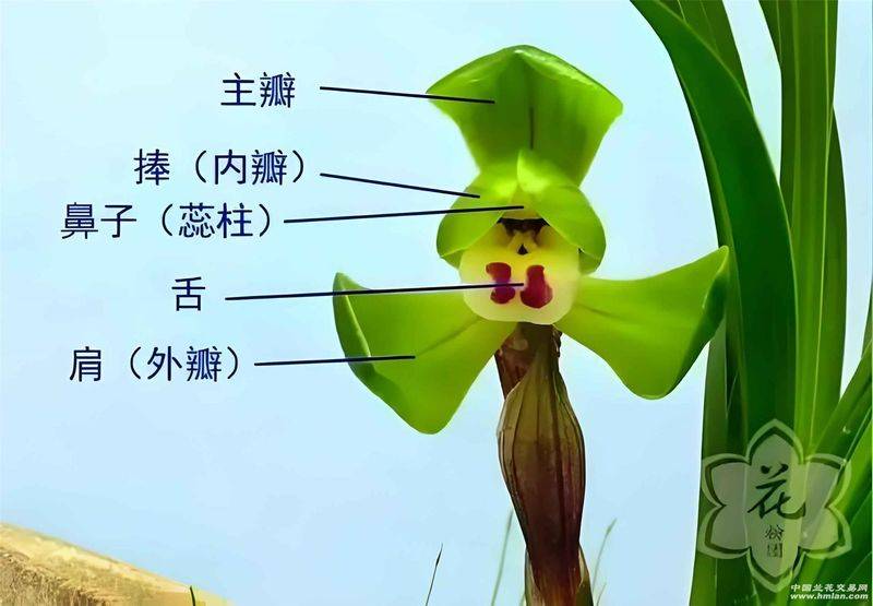 兰花种植方法20字