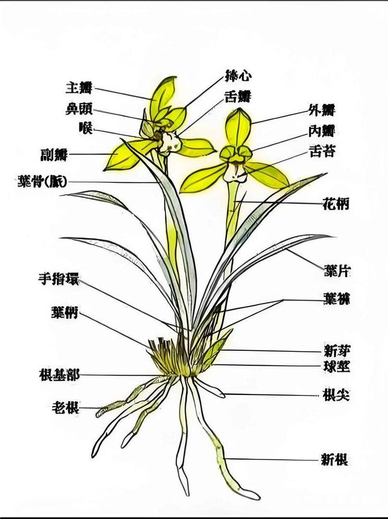 兰花种植方法20字
