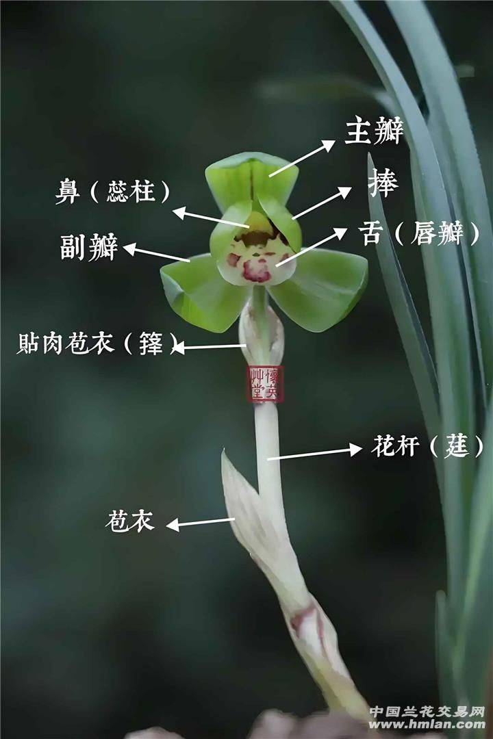 兰花种植方法20字
