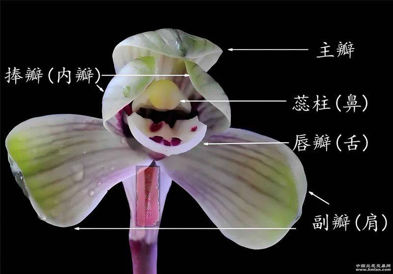 兰花种植方法20字