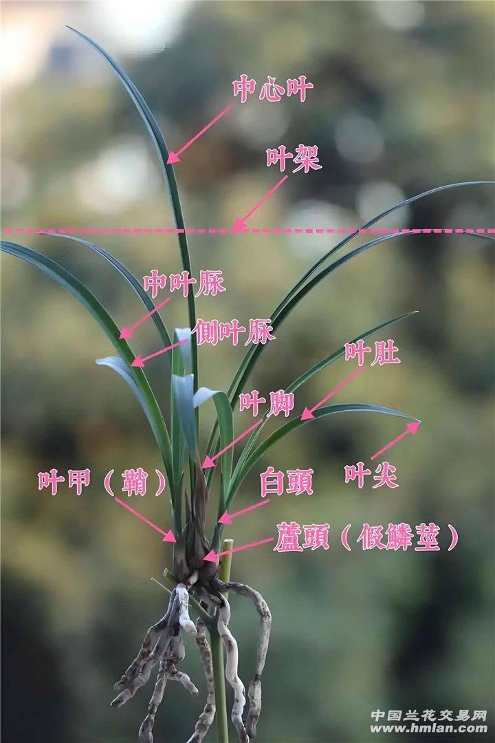 兰花种植方法20字