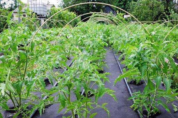 Tomato tree field cultivation techniques