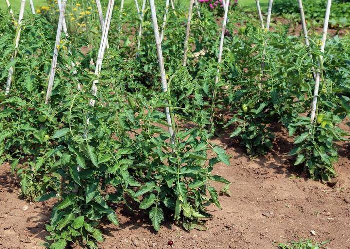 Tomato tree field cultivation techniques