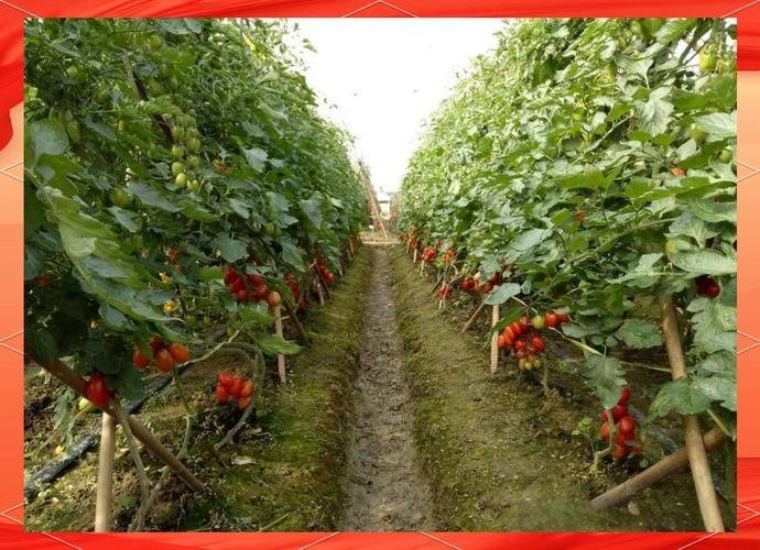 Tomato tree field cultivation techniques