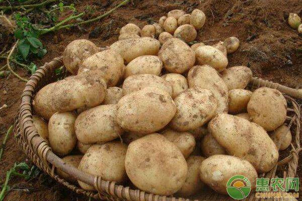 Autumn potato cultivation techniques