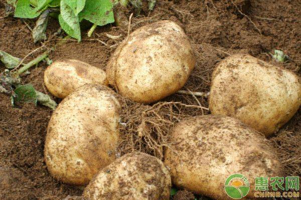 Autumn potato cultivation techniques