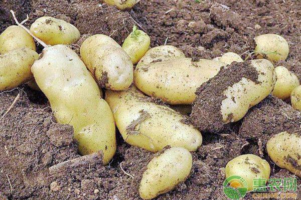 Autumn potato cultivation techniques