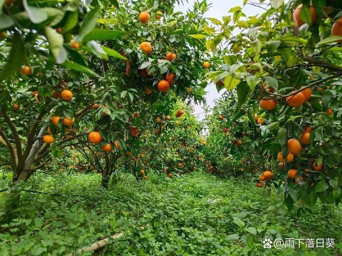 A video of guangxiwo grove